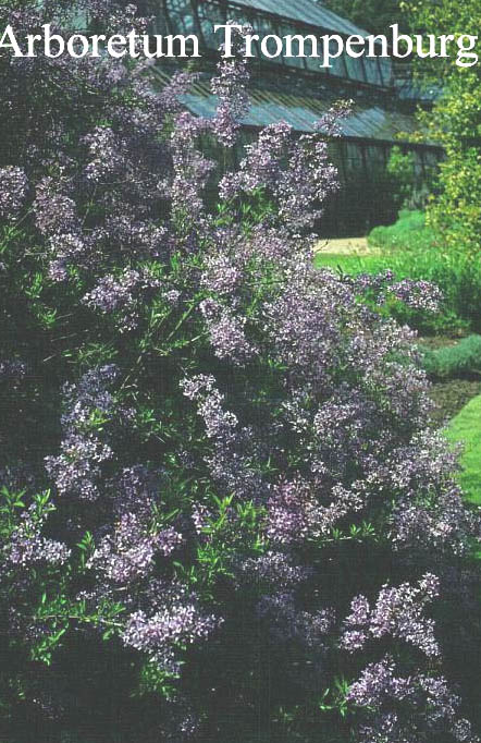 Syringa laciniata