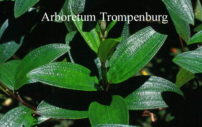 Tibouchina urvilleana