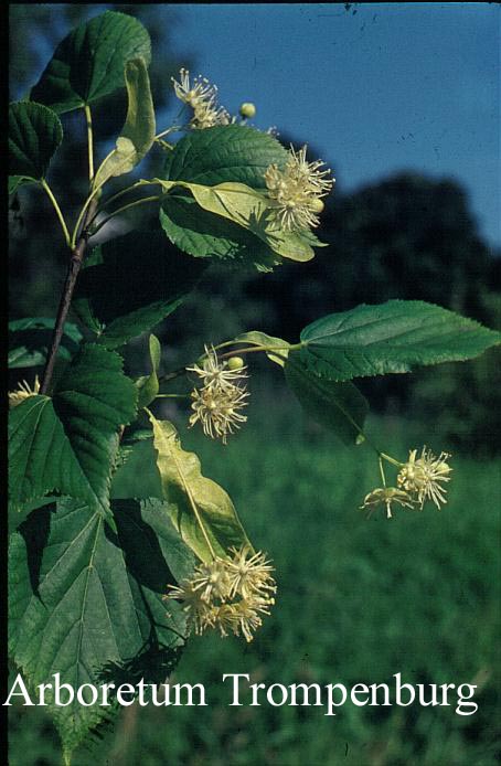 Tilia platyphyllos