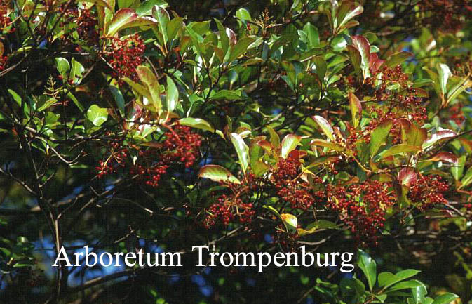 Viburnum odoratissimum