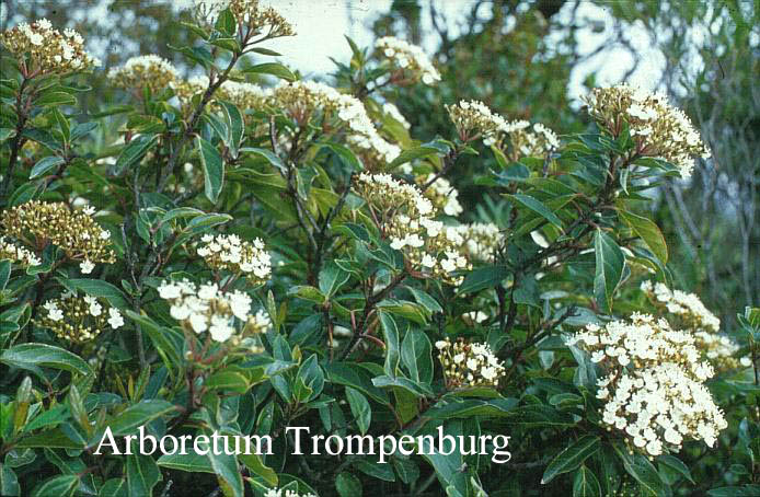 Viburnum tinus