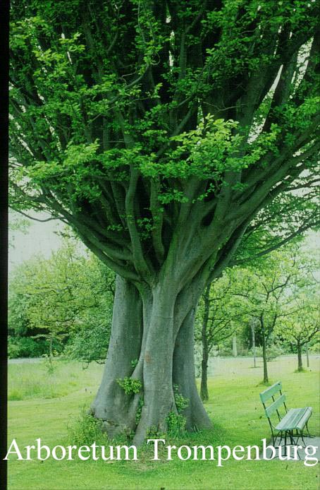 Zelkova carpinifolia