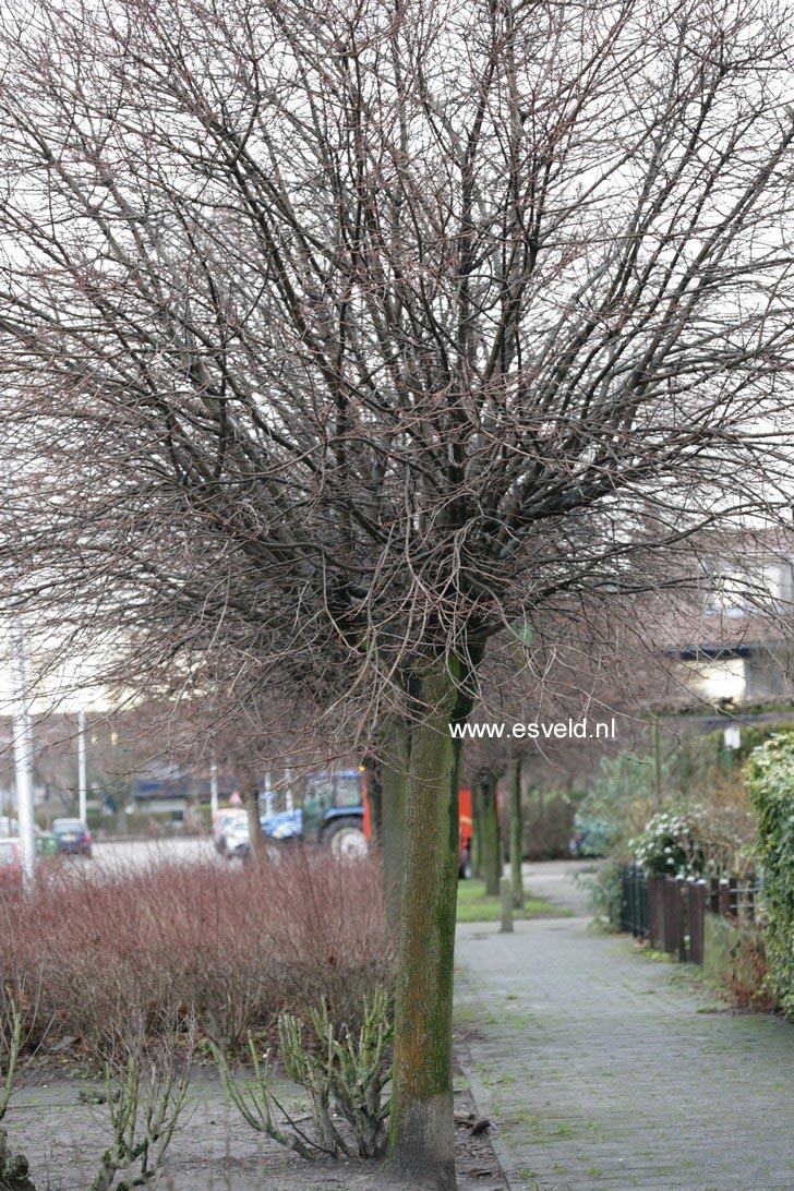 Acer platanoides 'Globosum'