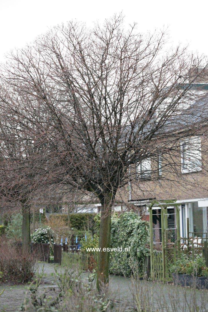 Acer platanoides 'Globosum'