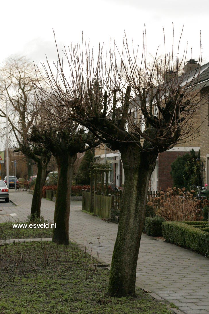 Acer platanoides 'Globosum'