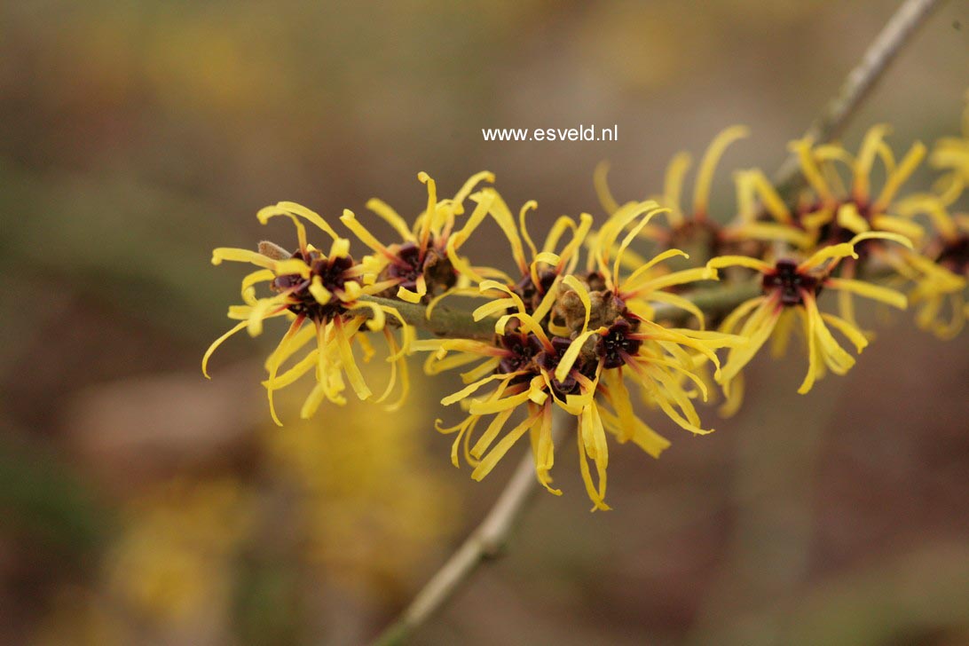 Hamamelis mollis 'Boskoop'