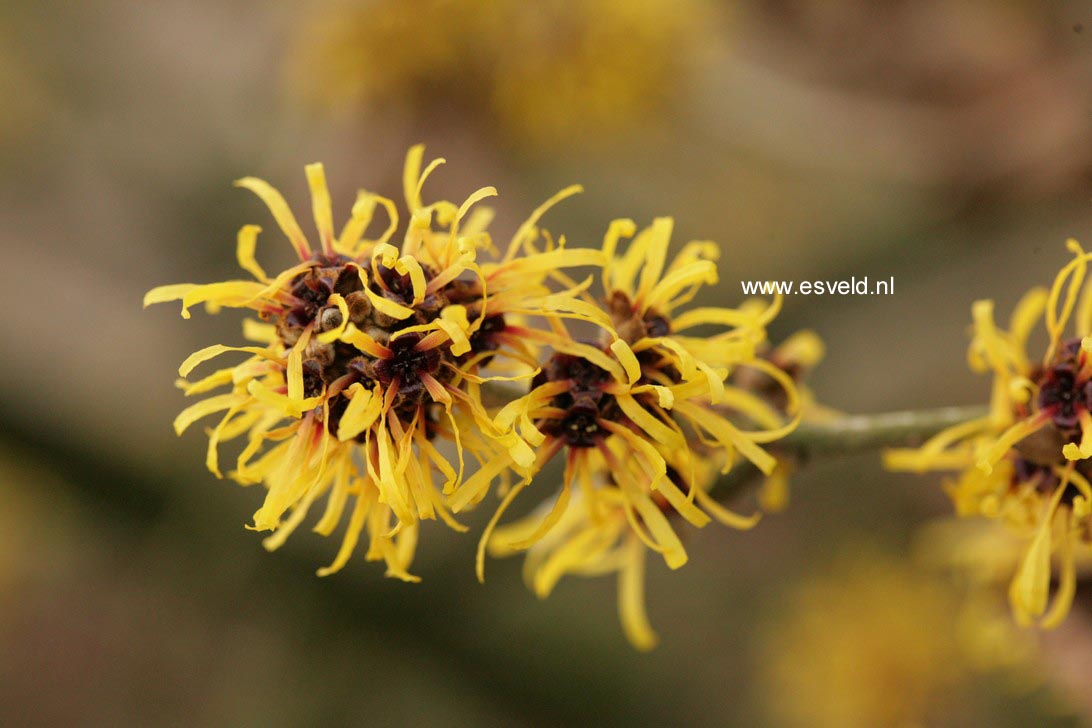 Hamamelis mollis 'Boskoop'