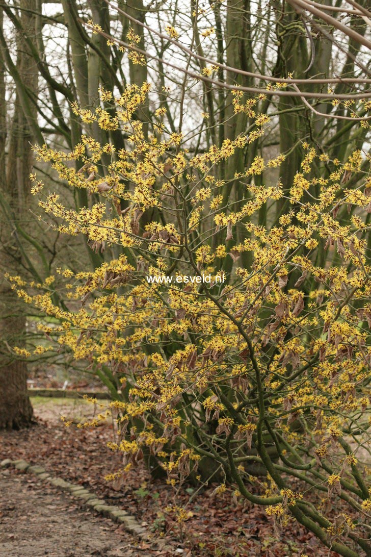 Hamamelis mollis 'Boskoop'