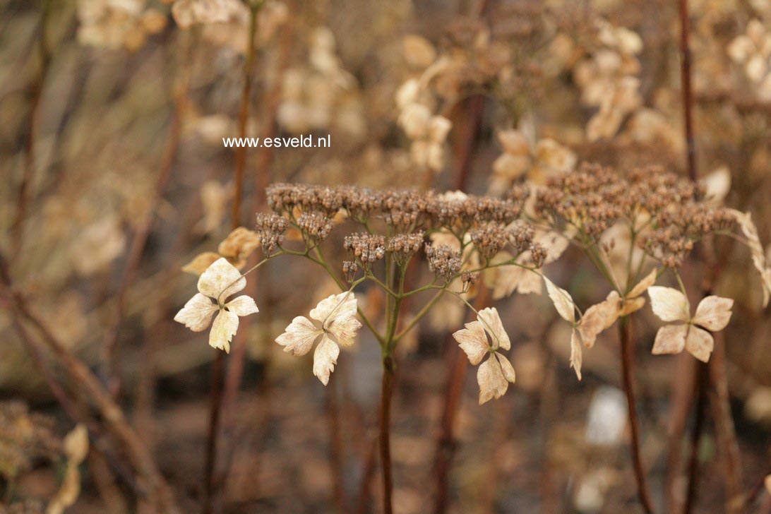 Hydrangea macrophylla 'Mariesii Lilacina'