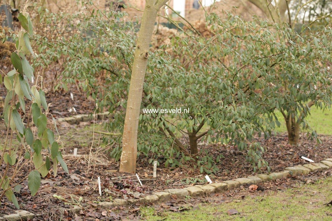 Viburnum henryi