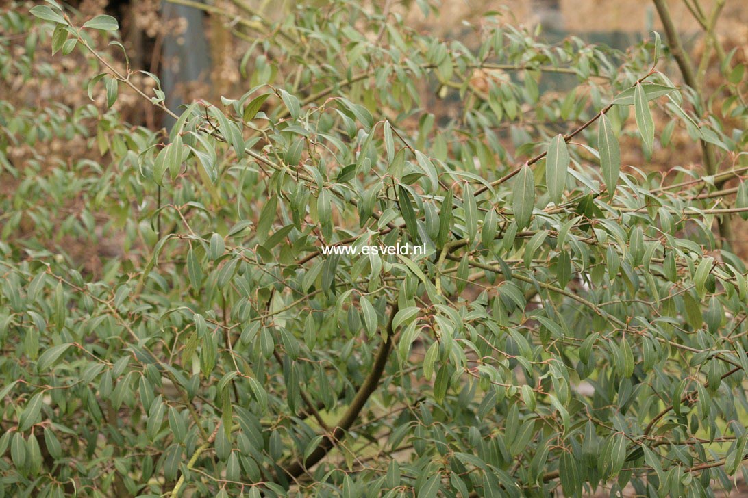 Viburnum henryi