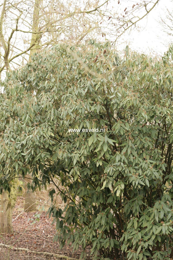 Viburnum rhytidophyllum