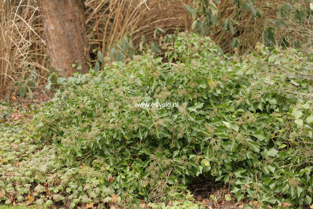 Hedera helix Arborescent Group