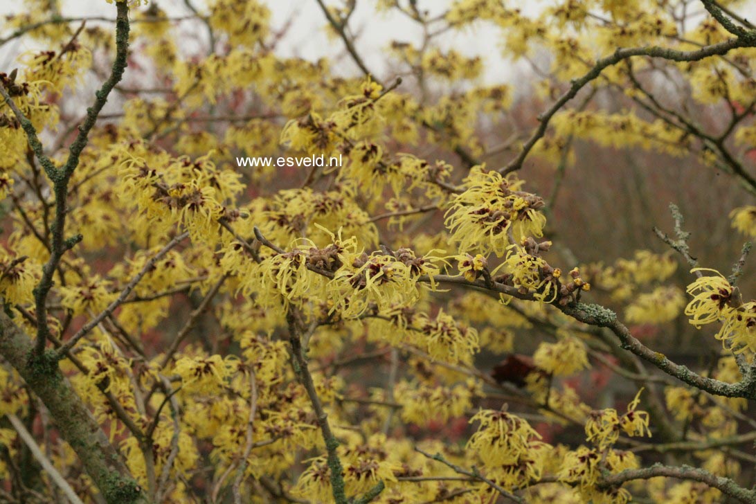 Hamamelis mollis 'Fred Chittenden' (=Pallida)