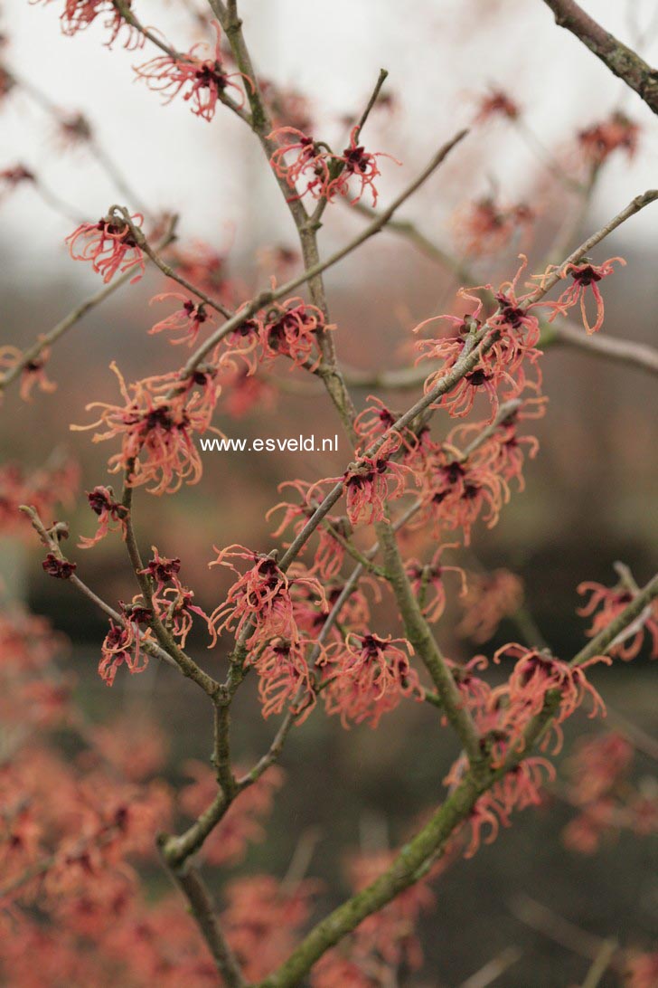 Hamamelis intermedia 'Feuerzauber'