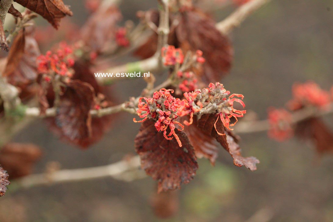 Hamamelis intermedia 'Arnhem'