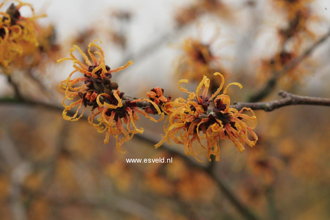 Hamamelis intermedia 'Jelena'