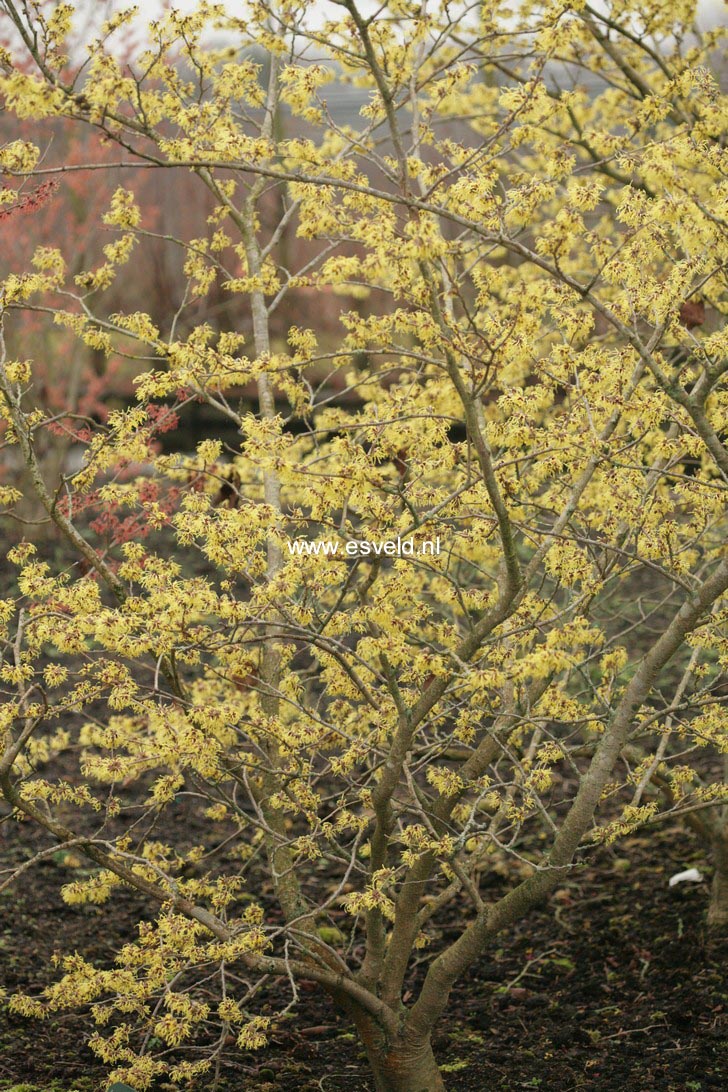 Hamamelis mollis 'Fred Chittenden' (=Pallida)