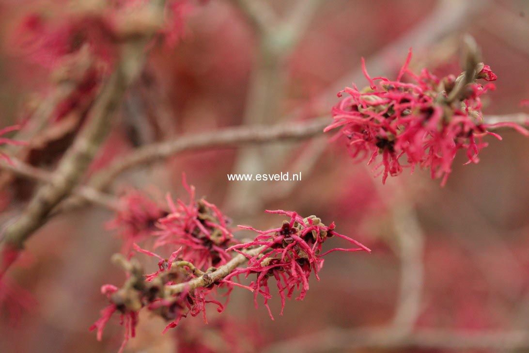 Hamamelis intermedia 'Livia'