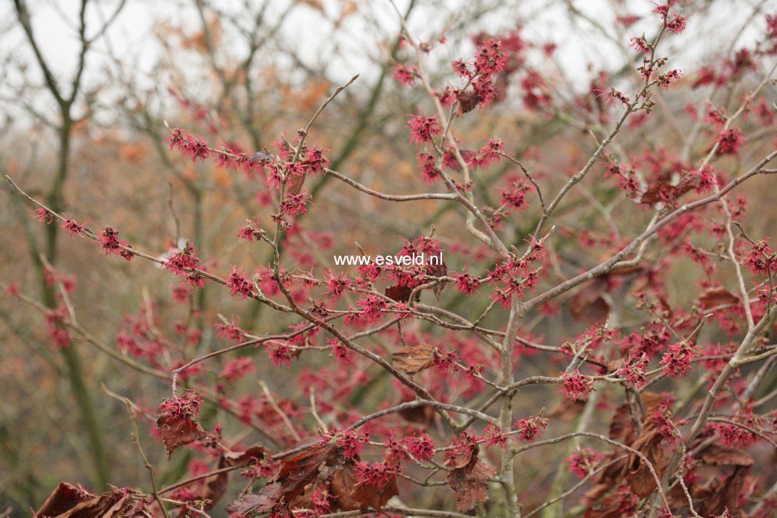 Hamamelis intermedia 'Livia'