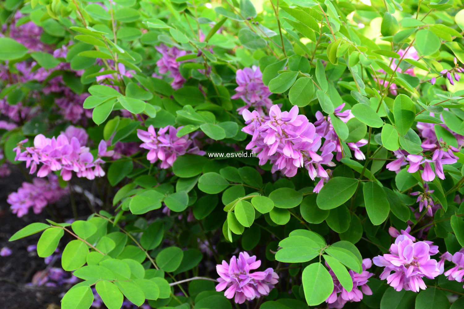 Indigofera kirilowii