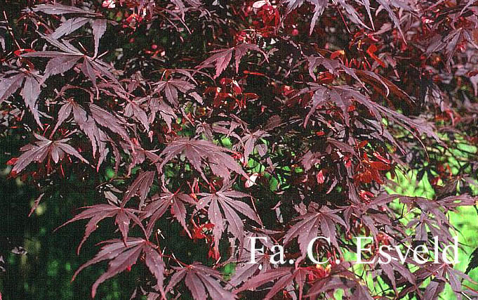 Acer palmatum 'Sumi nagashi'