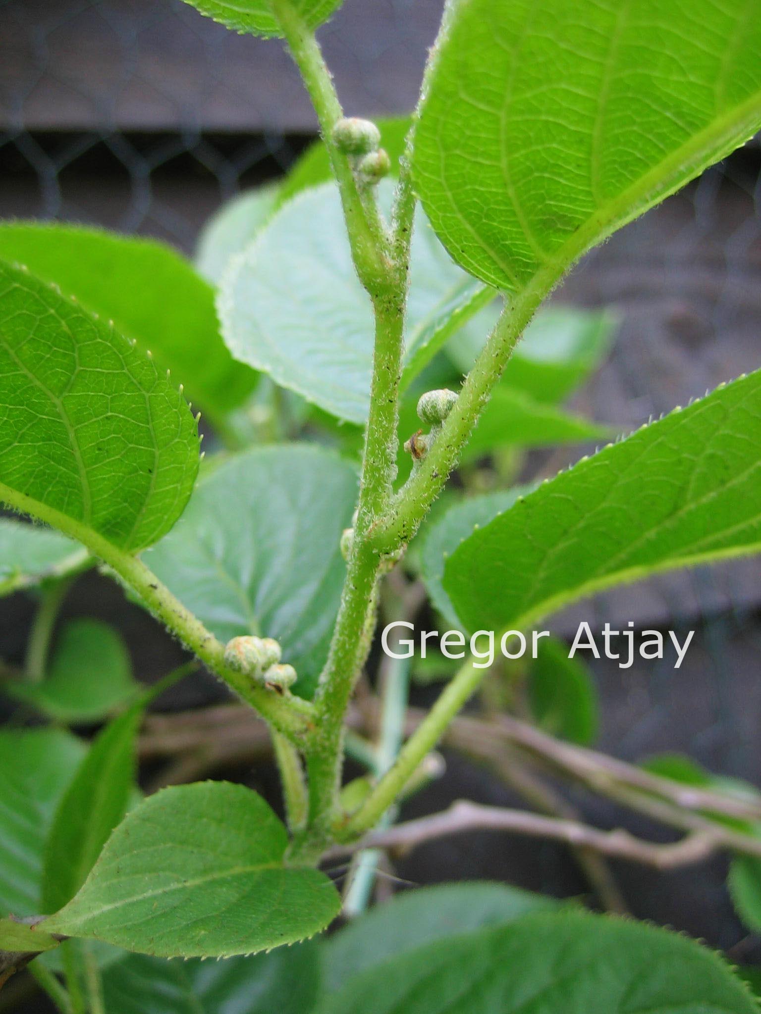 Actinidia arguta 'Issai'