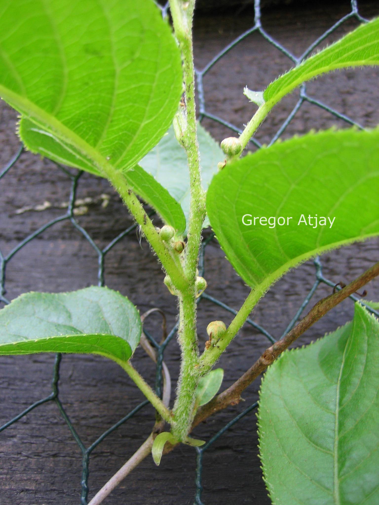 Actinidia arguta 'Issai'