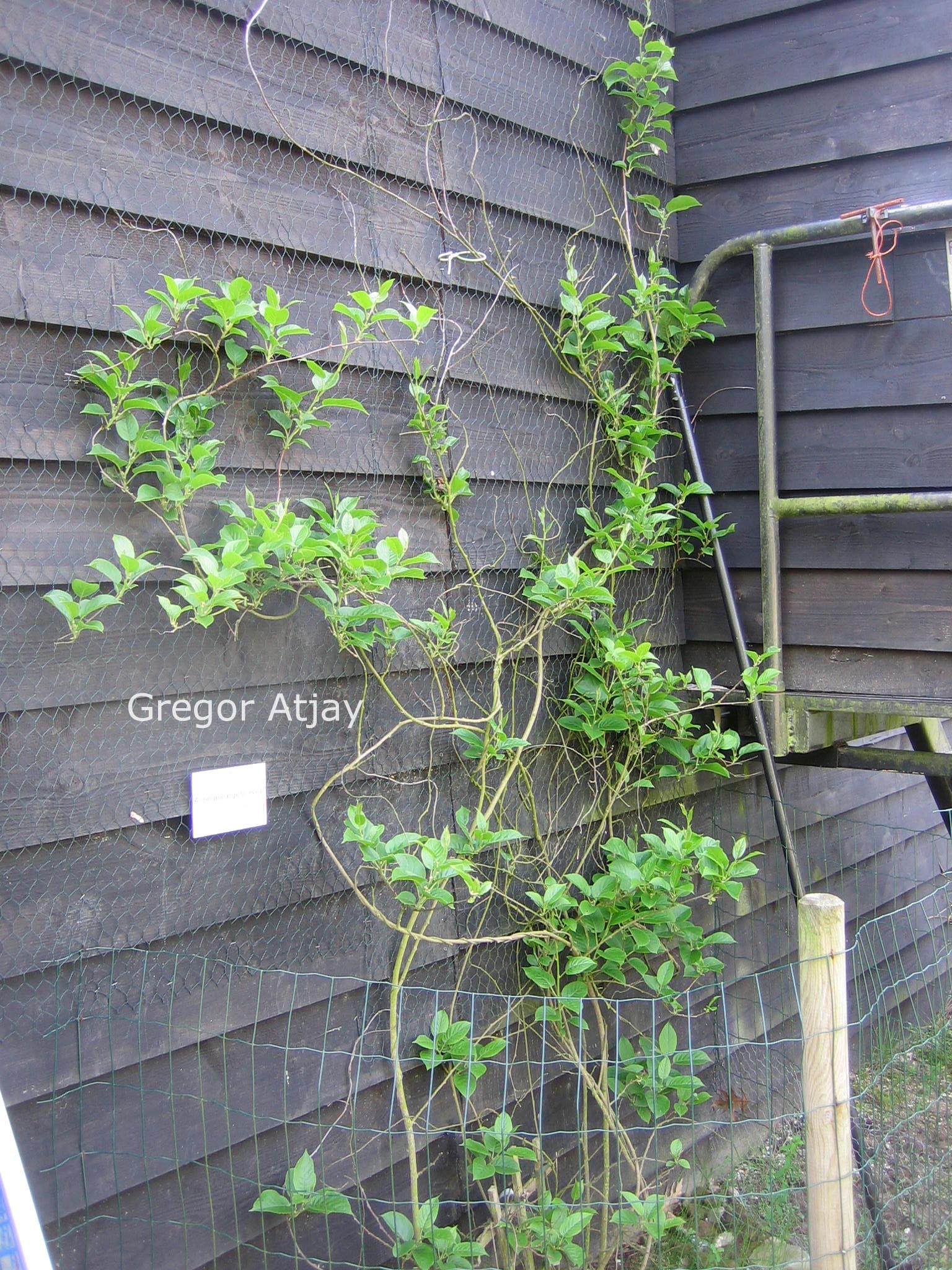 Actinidia arguta 'Issai'