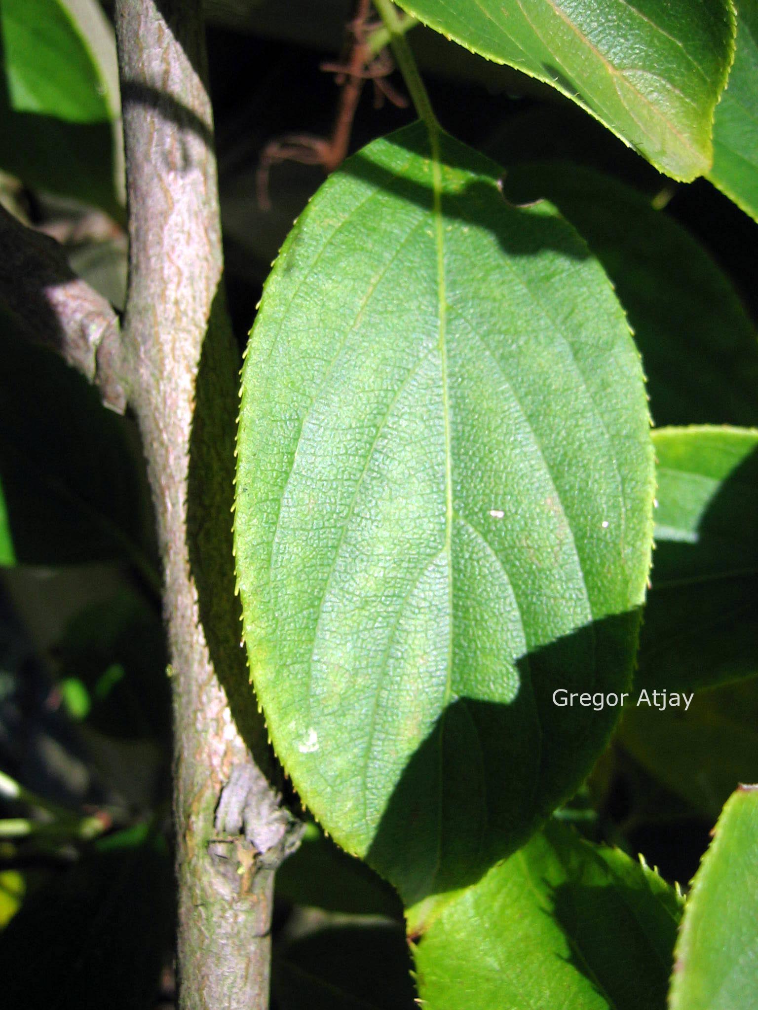 Actinidia arguta 'Issai'