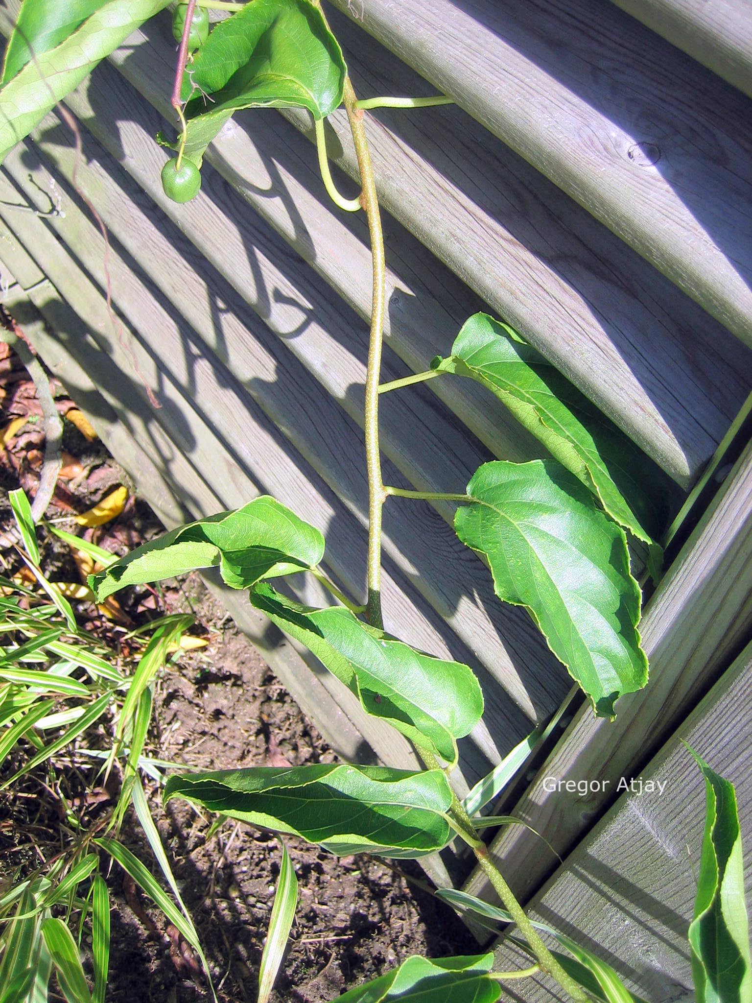 Actinidia arguta 'Issai'