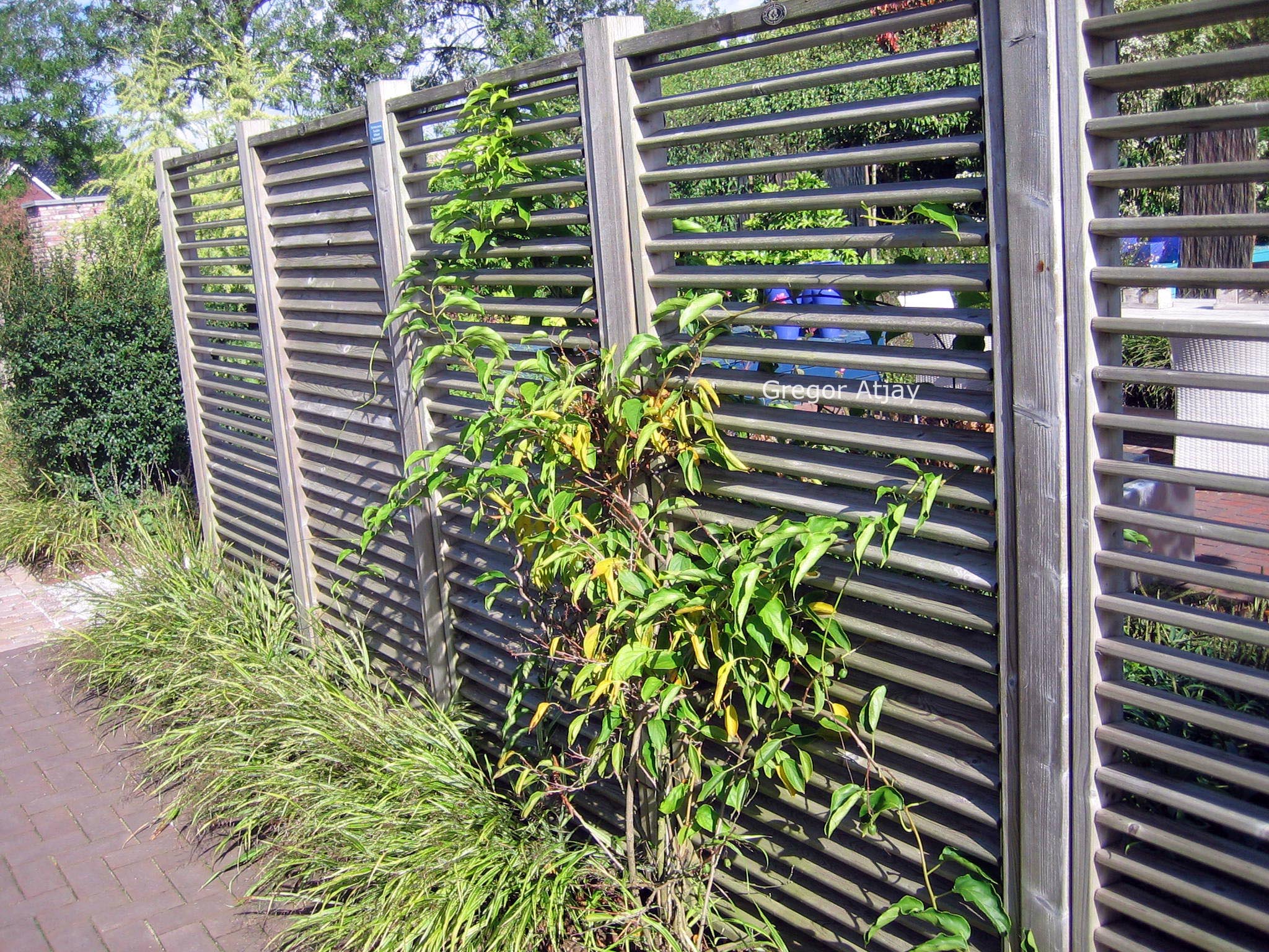 Actinidia arguta 'Issai'