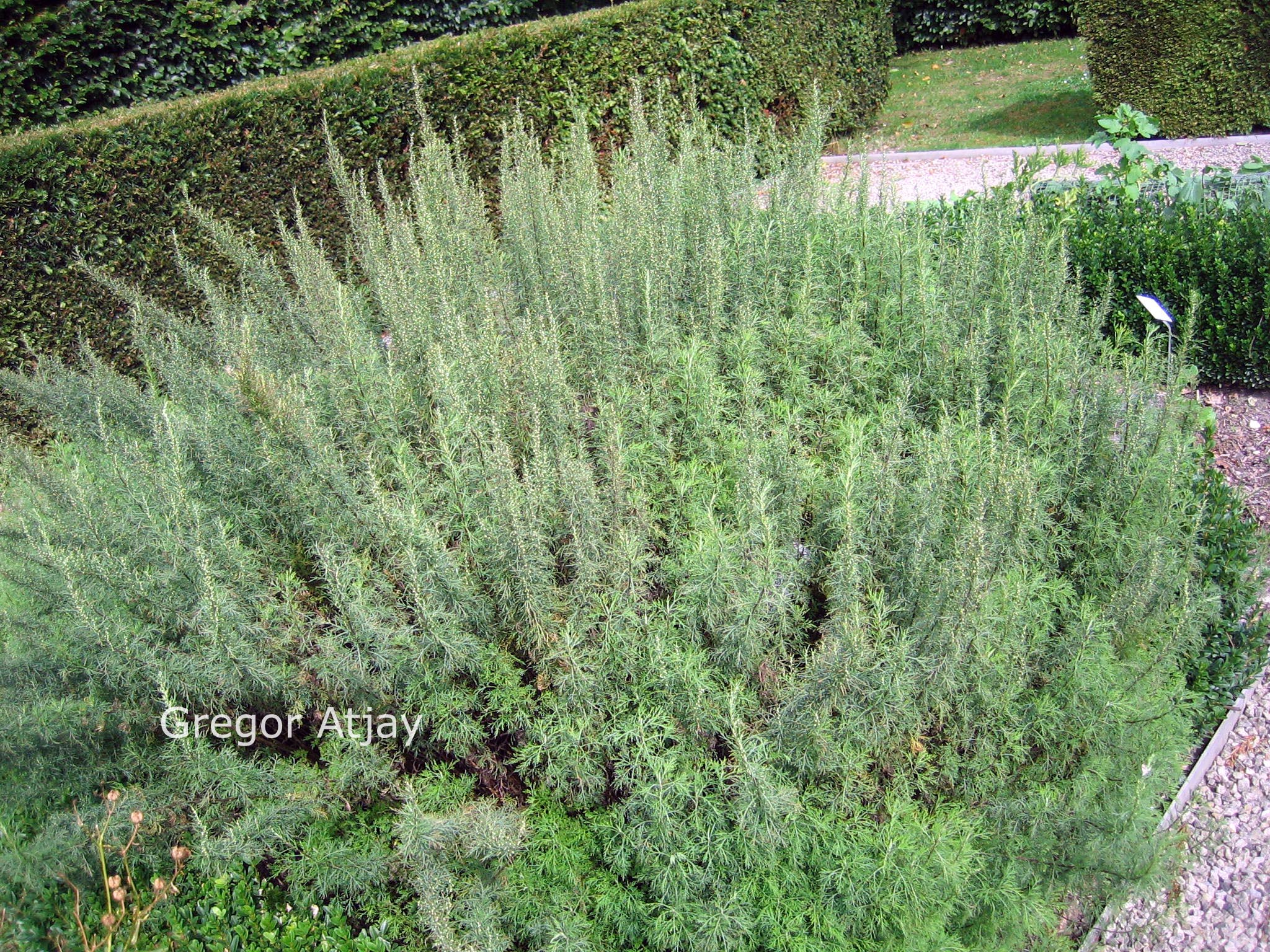 Artemisia abrotanum