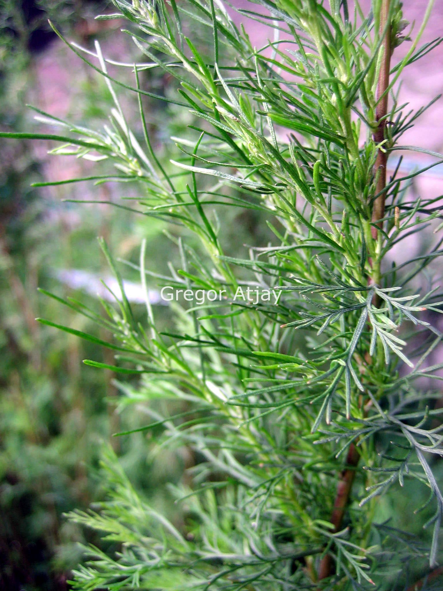 Artemisia abrotanum