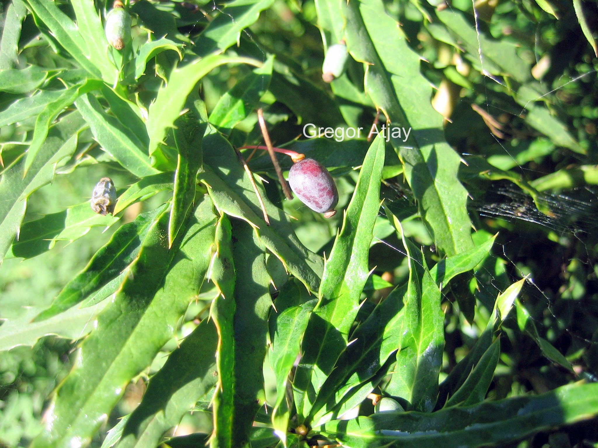 Berberis gagnepainii