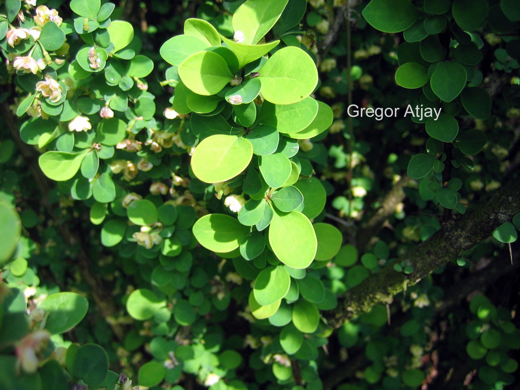 Berberis thunbergii 'Erecta'