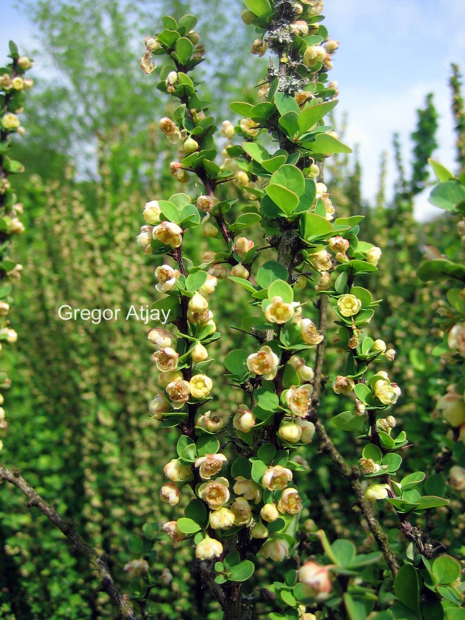 Berberis thunbergii 'Erecta'