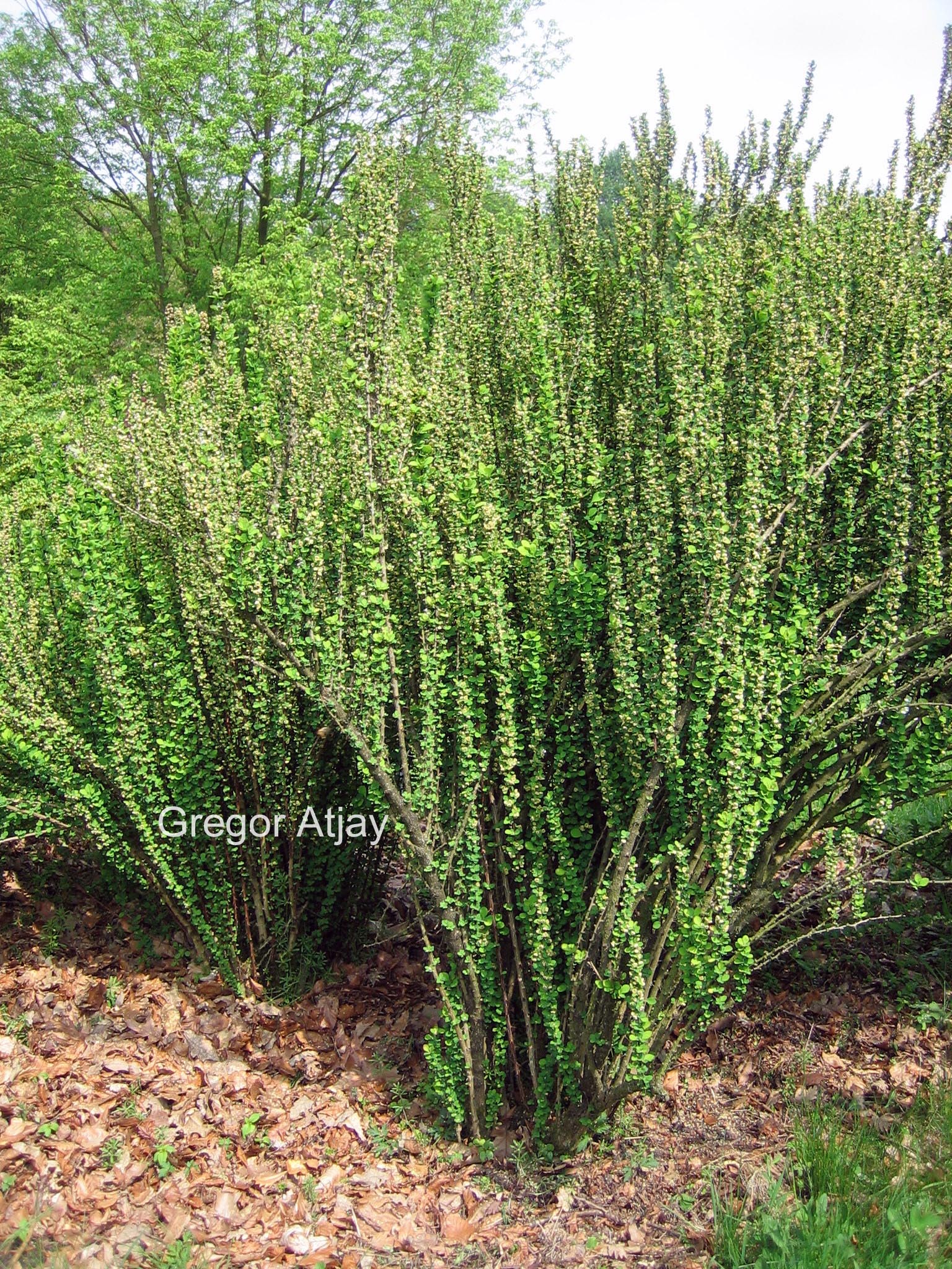 Berberis thunbergii 'Erecta'