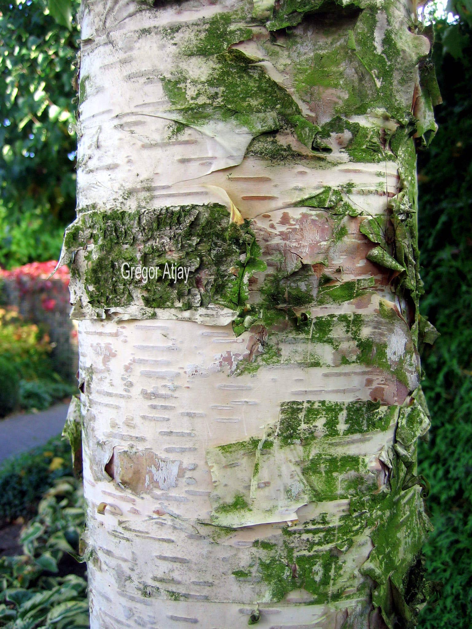 betula ermanii holland