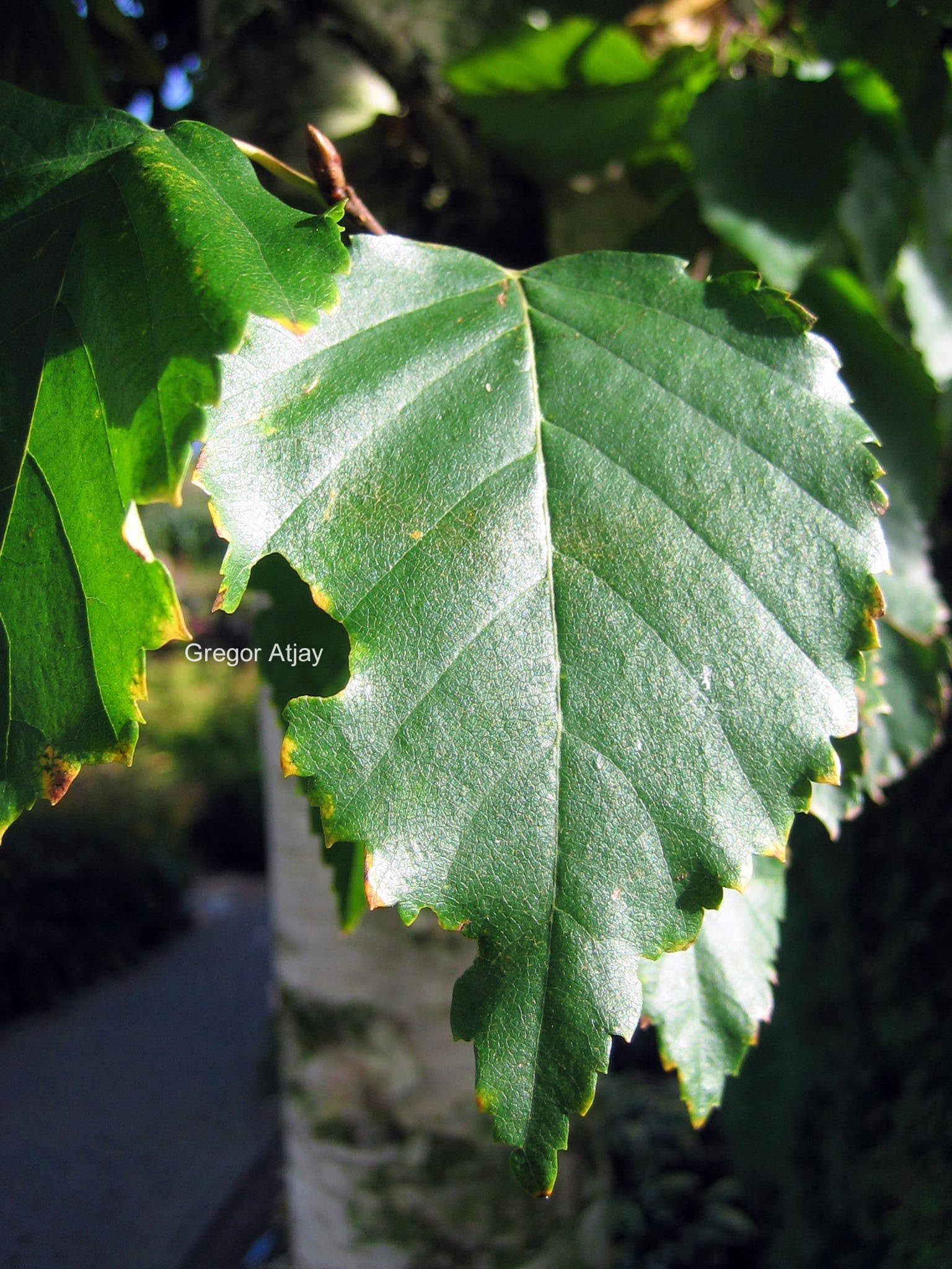 Betula ermanii 'Holland'