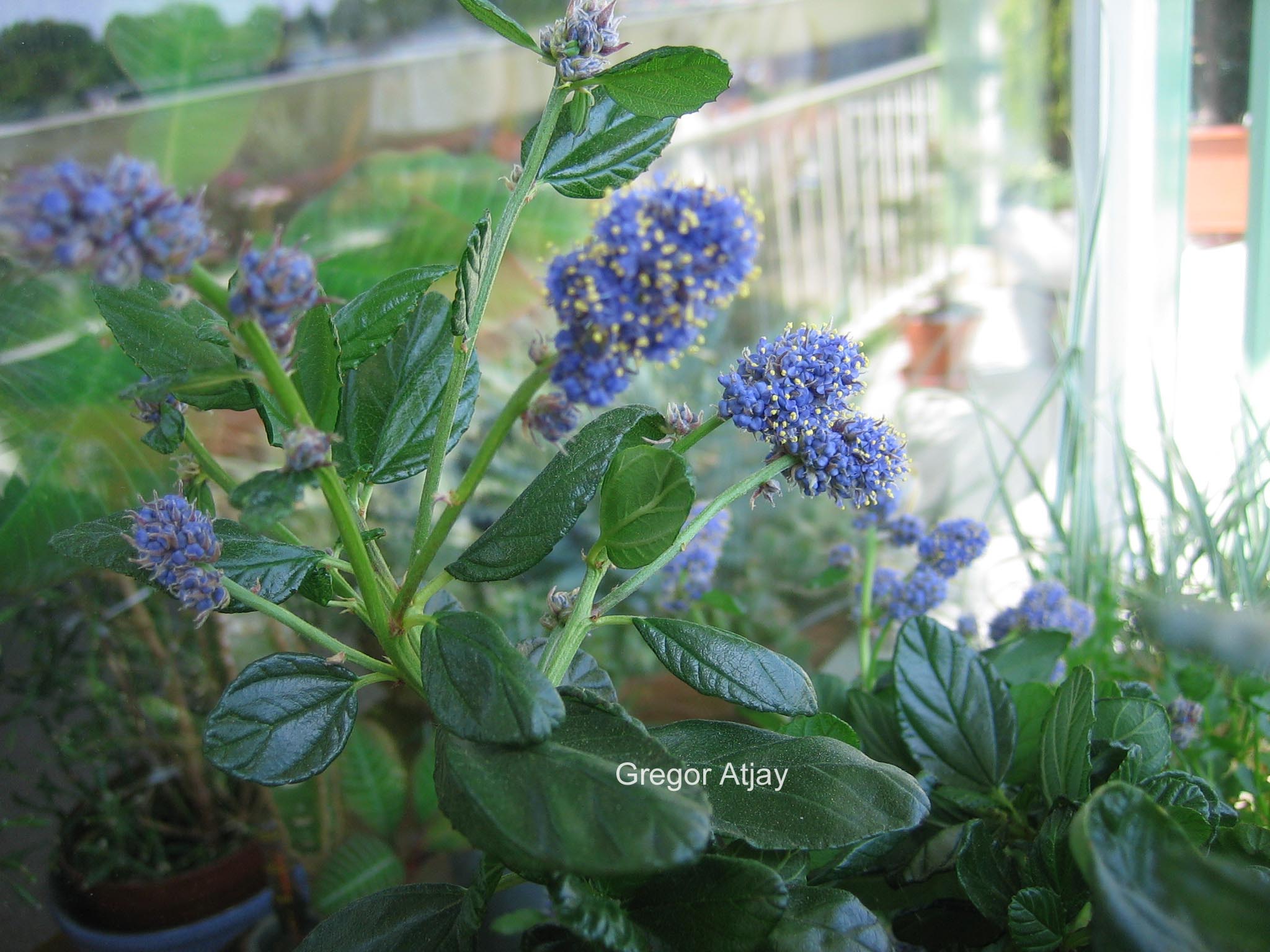 Ceanothus griseus 'Yankee Point'