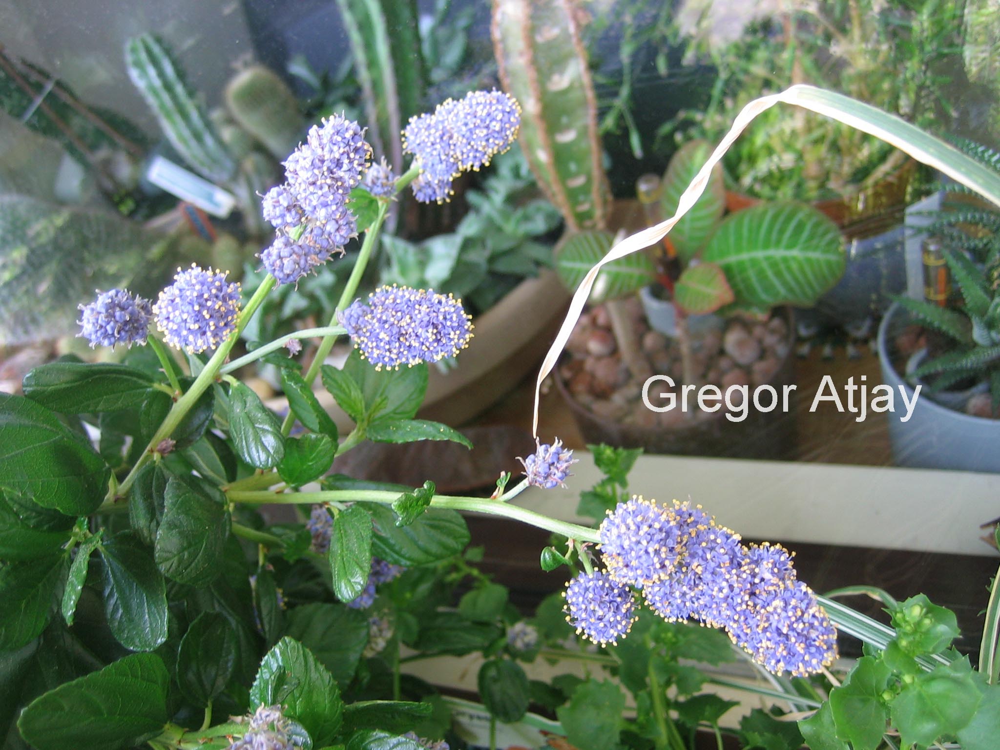 Ceanothus griseus 'Yankee Point'