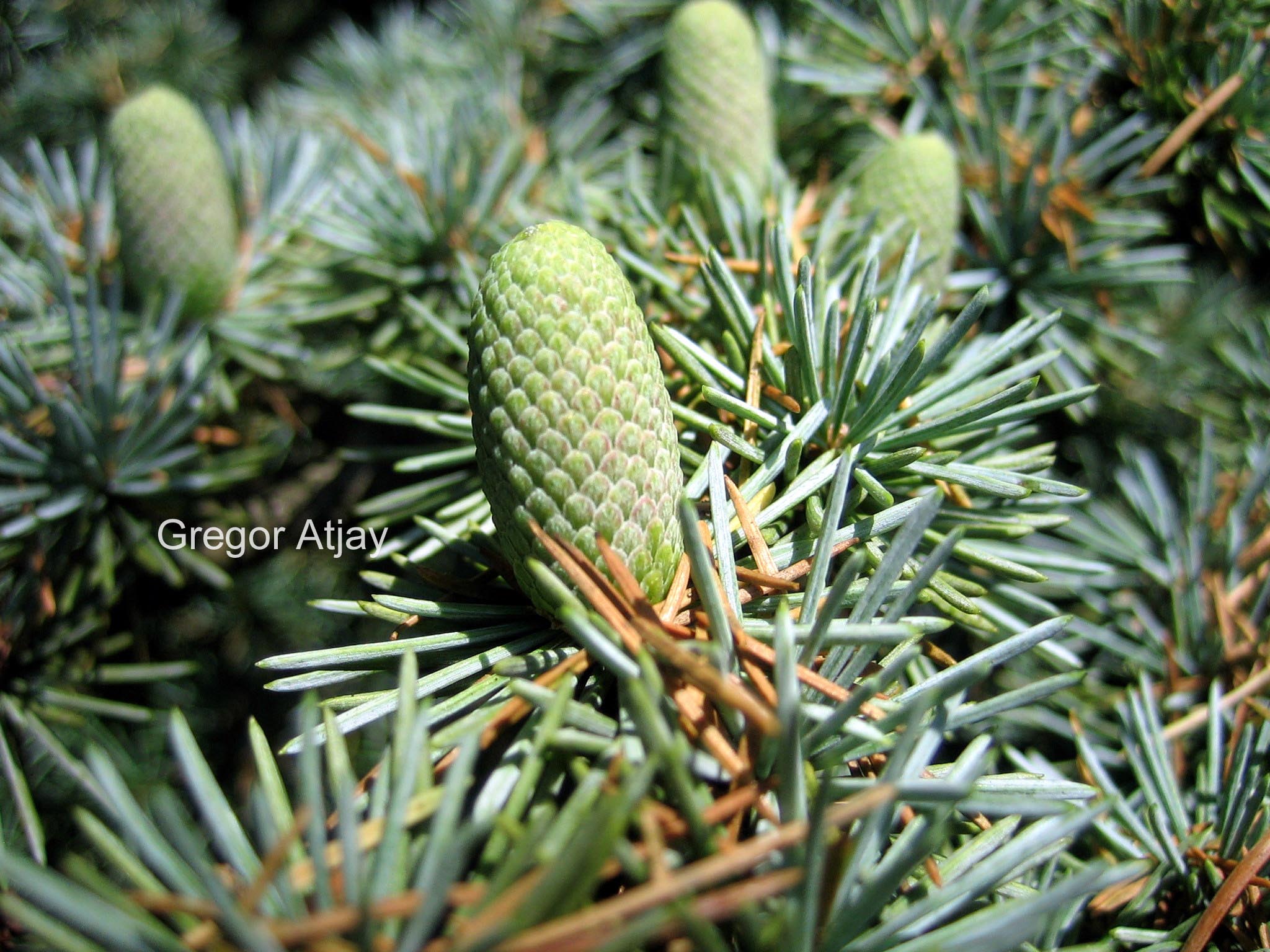 Cedrus libani 'Aurea Robusta'