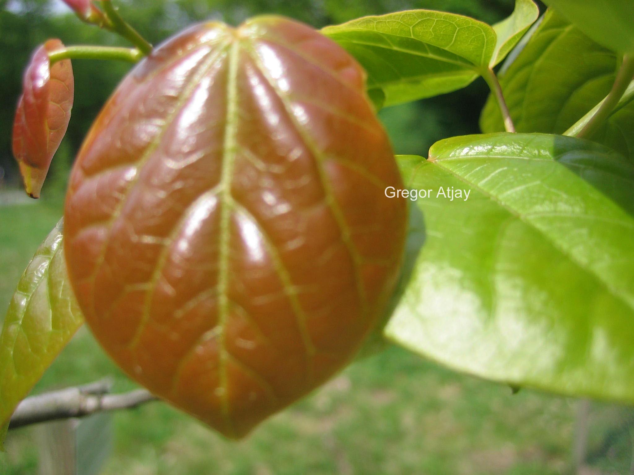 Cercis yunnanensis