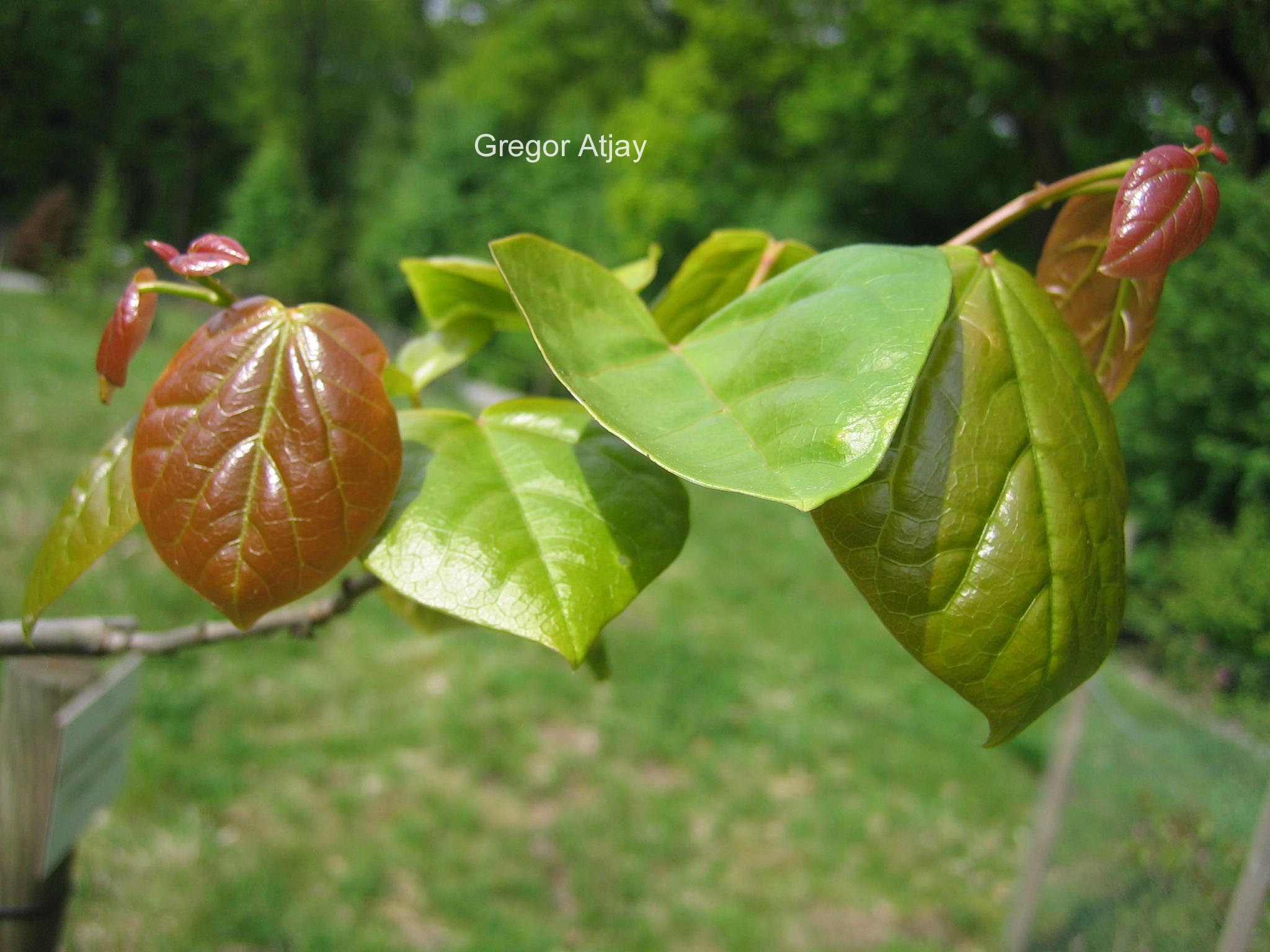 Cercis yunnanensis