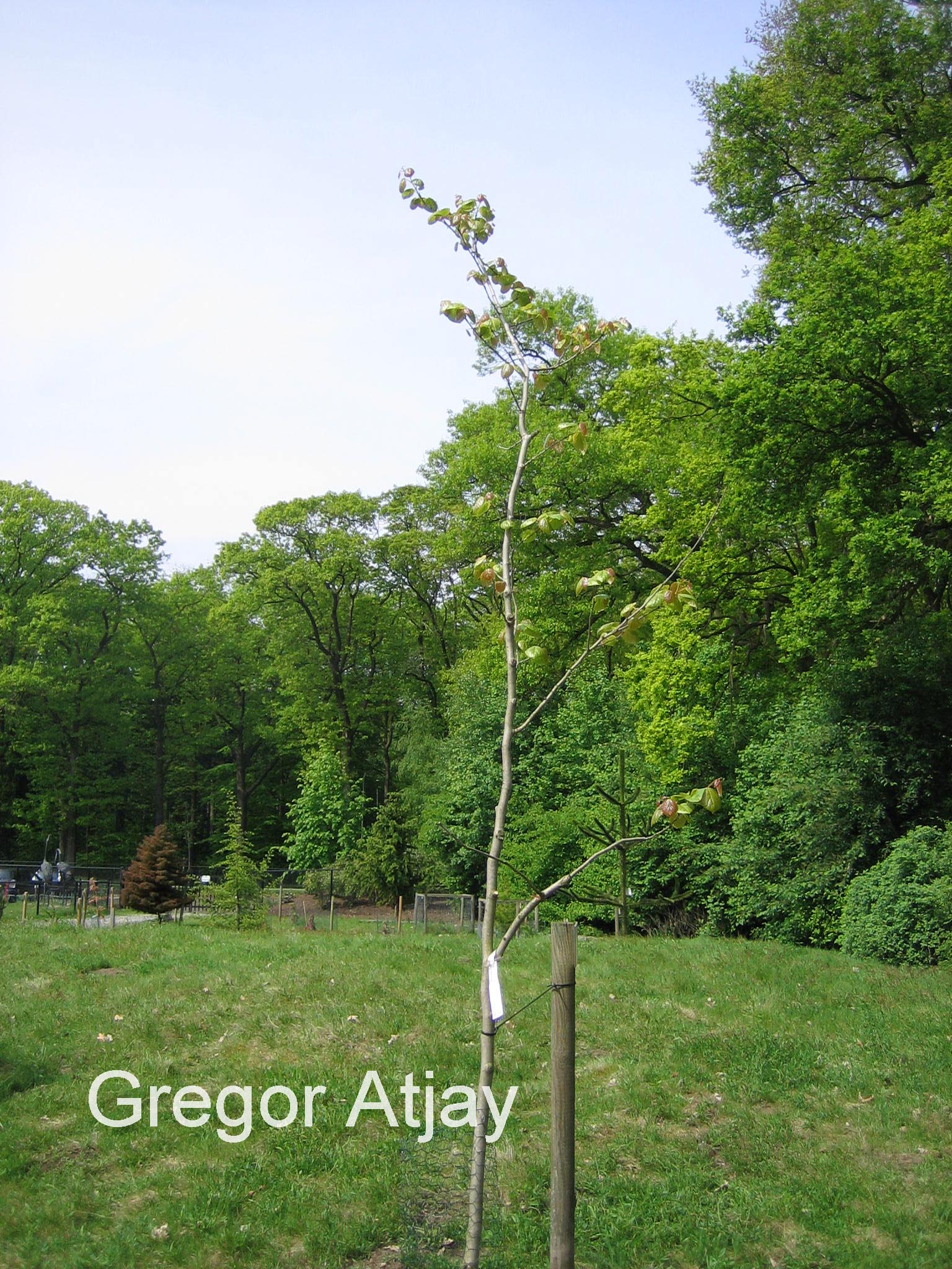 Cercis yunnanensis