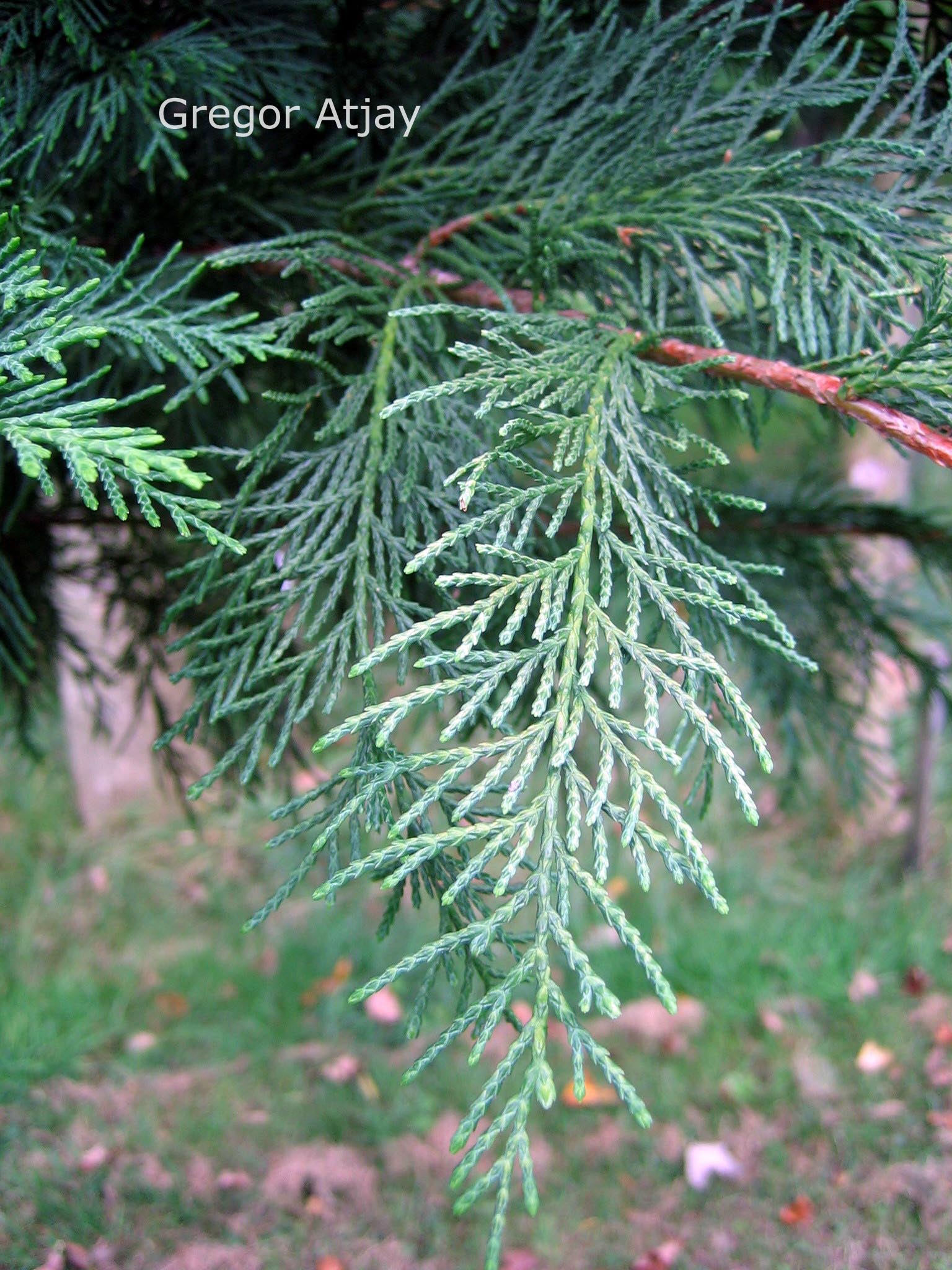 Chamaecyparis nootkatensis 'Glauca'