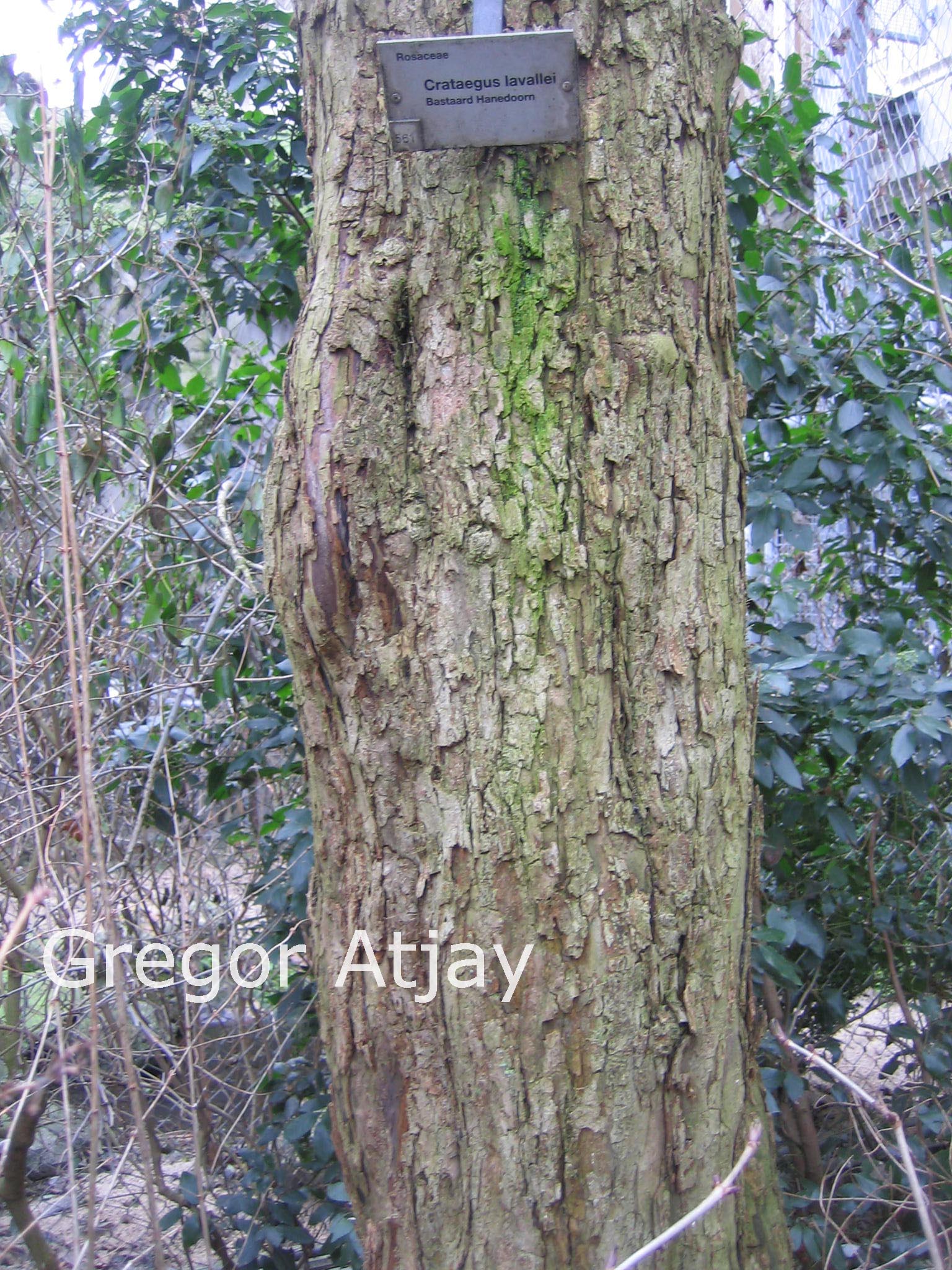 Crataegus lavallei