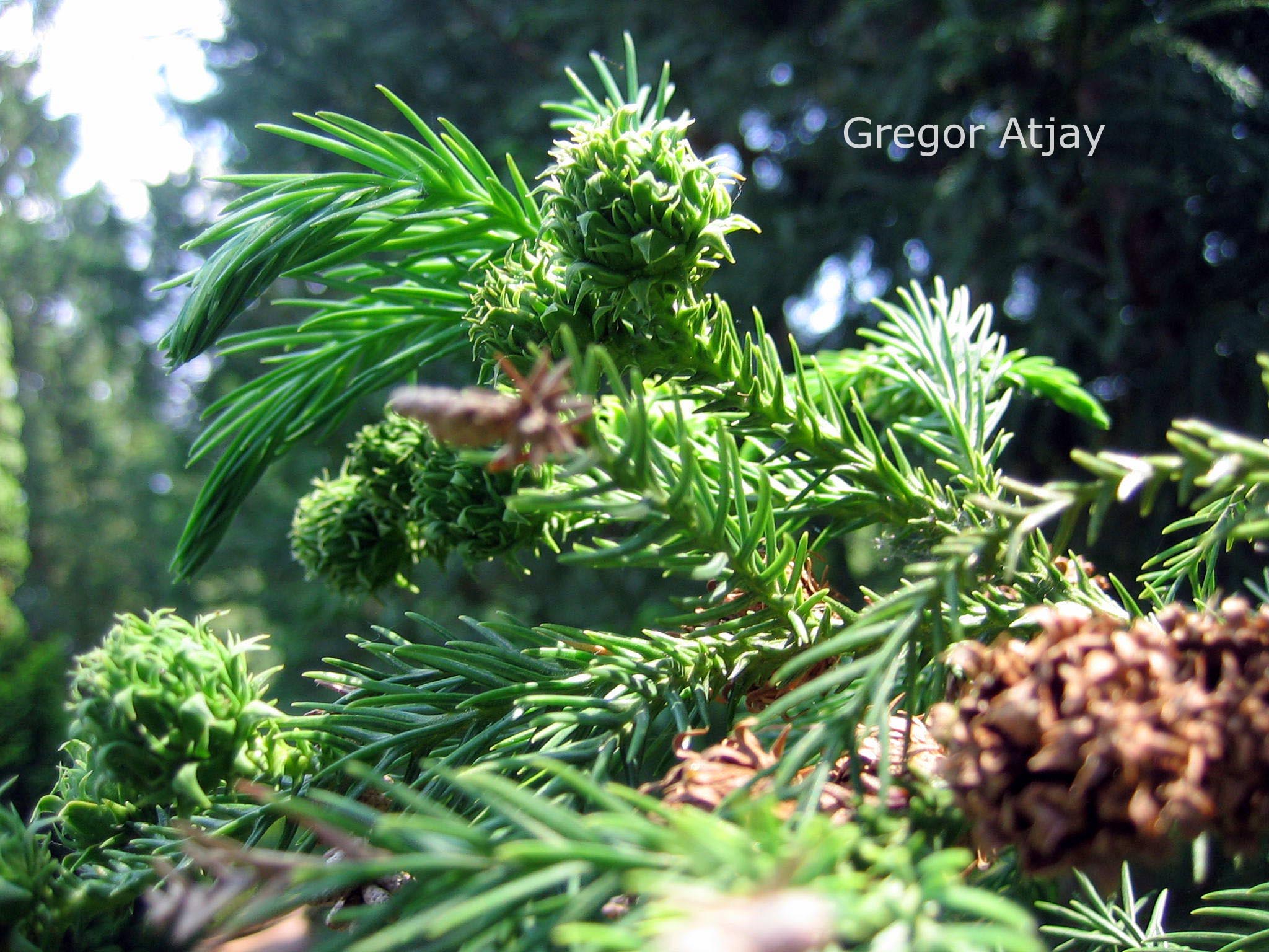 Cryptomeria japonica 'Aritaki'