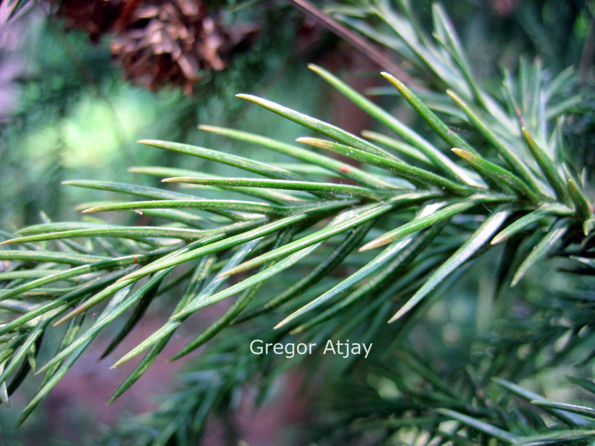 Cryptomeria japonica 'Aritaki'